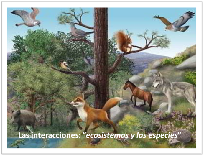 Las intereacciones: "ecosistemas y las especies"