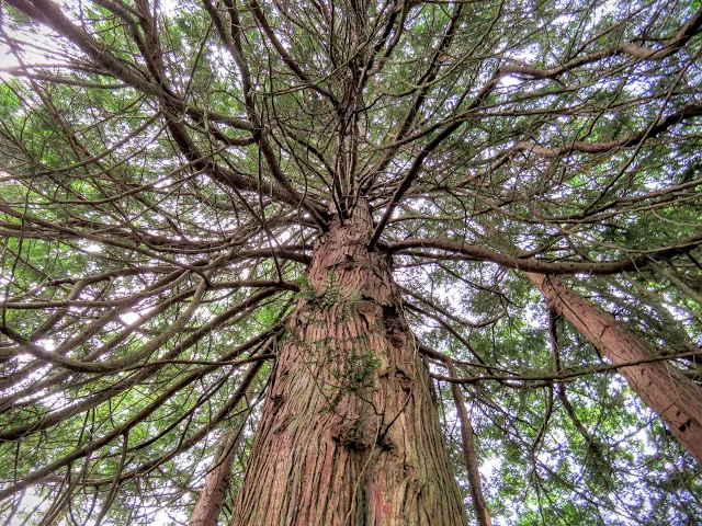 Very tall tree in Lough Key Forest Park in County Roscommon, Ireland