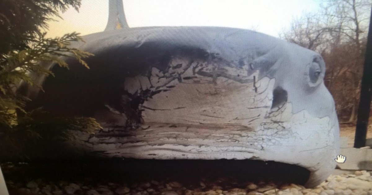 mechanical shark toy