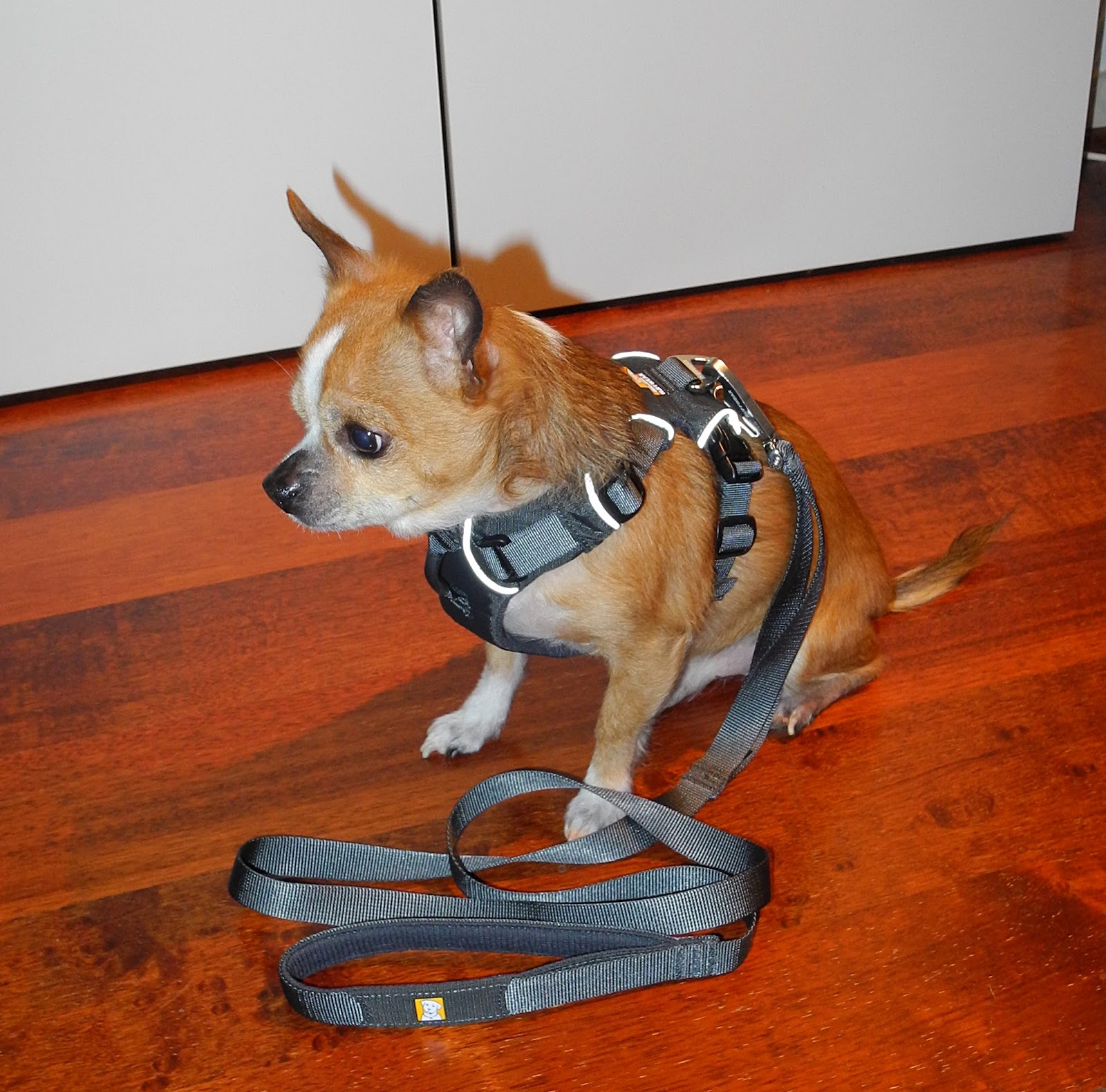ruffwear harness xxs