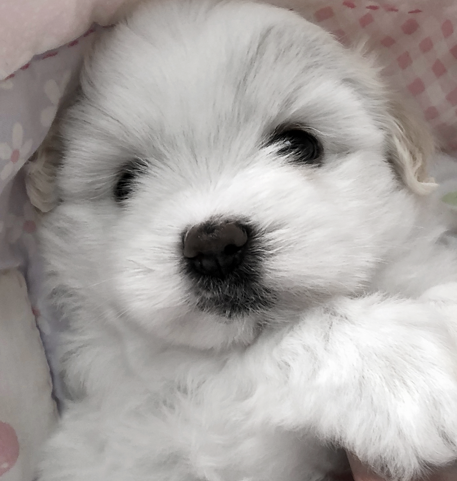 Simply Grand Coton de Tulear puppies, Coton de Tulear Simply Grand Coton de Tulear puppies, Coton de Tulear