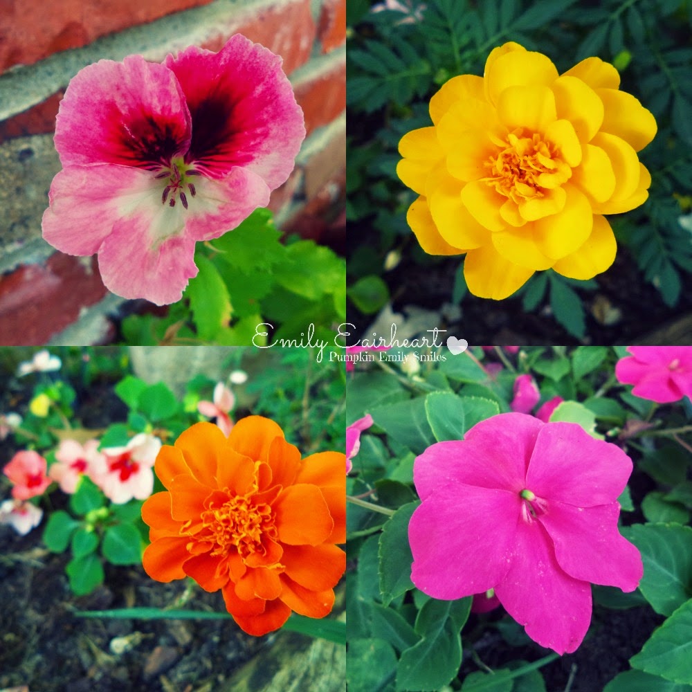 Marigolds and Impatiens collage