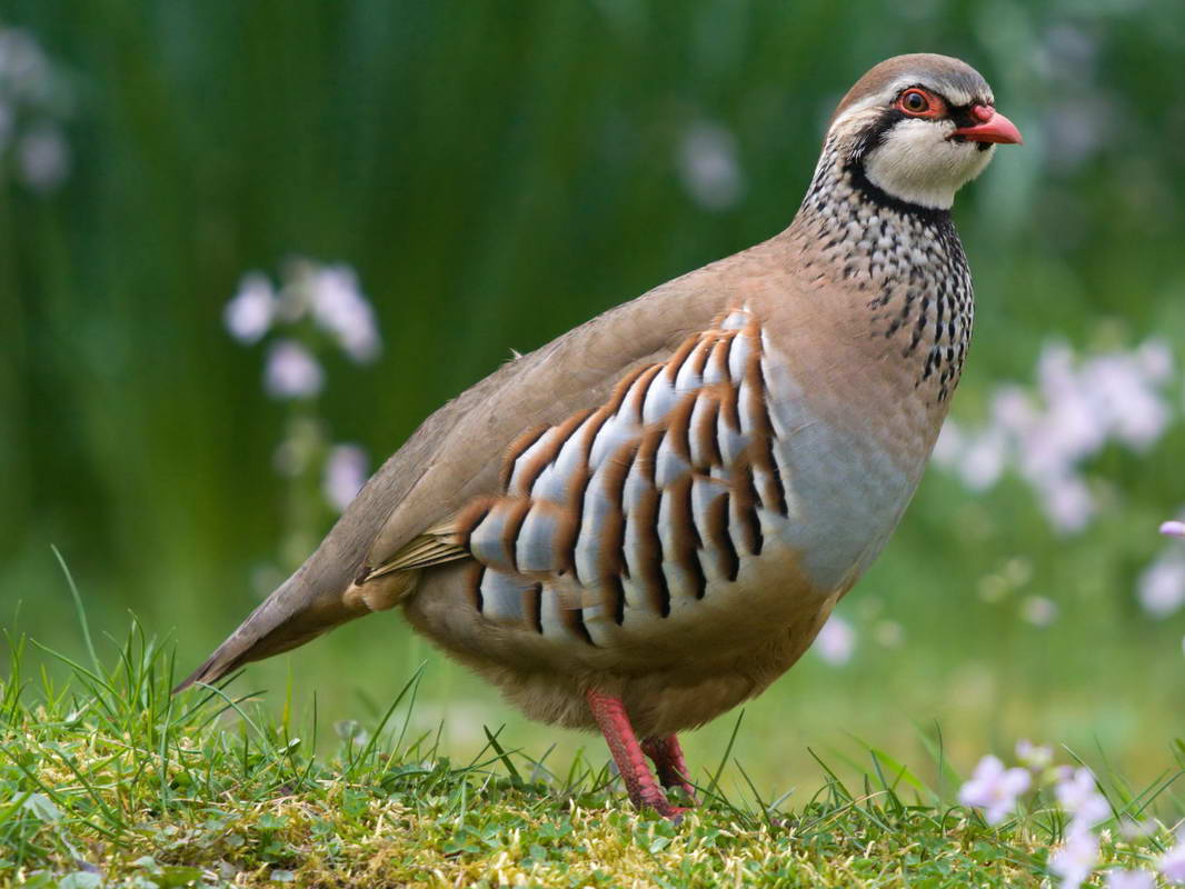 Partridge ~ Animals Images