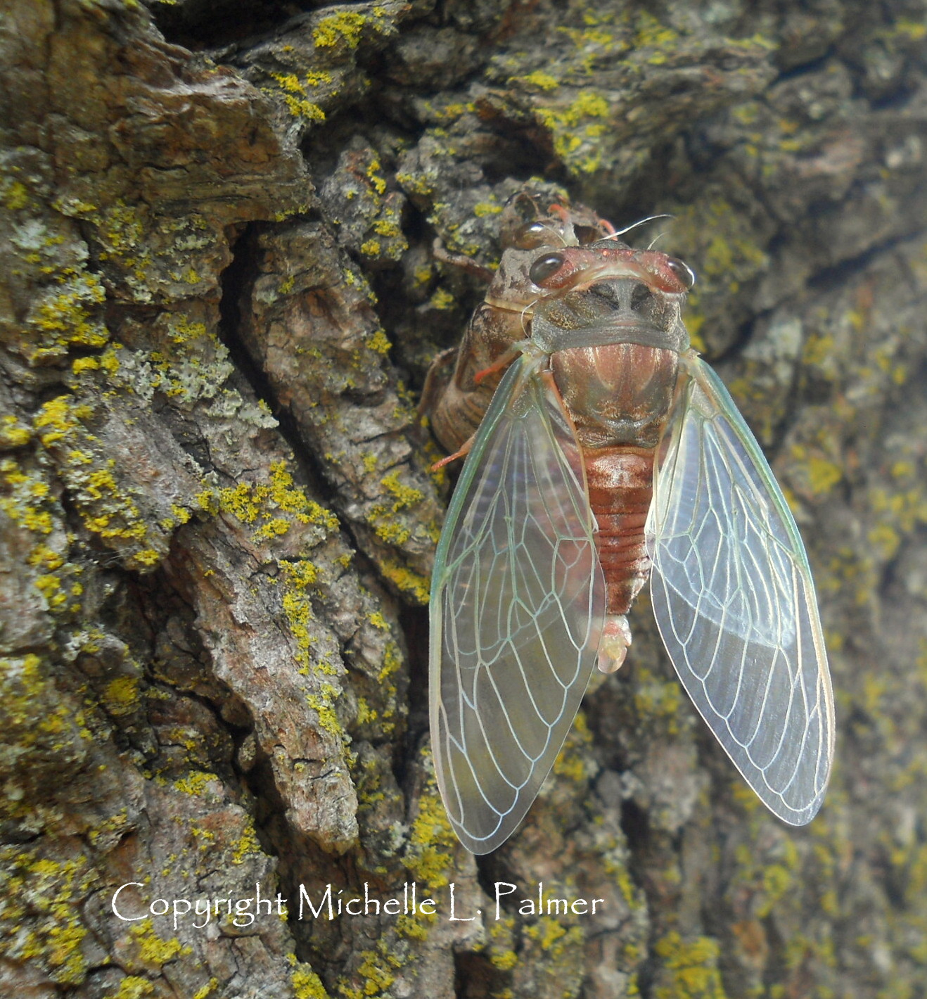 Michelle Palmer Cicada