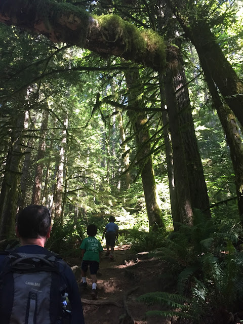 Heybrook Lookout trail