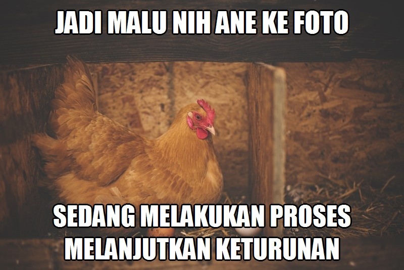 45 Meme Lucu Tentang Ayam - Meme Kocak Bikin Ngakak