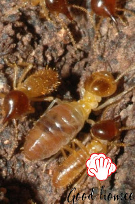 Arizona Termite Treatment