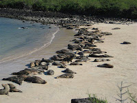 Hundreds of Sea Lions Basking in Sun on Gardner Bay Beach Galapagos