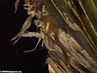 Geoffroy´s dwarf Lemur