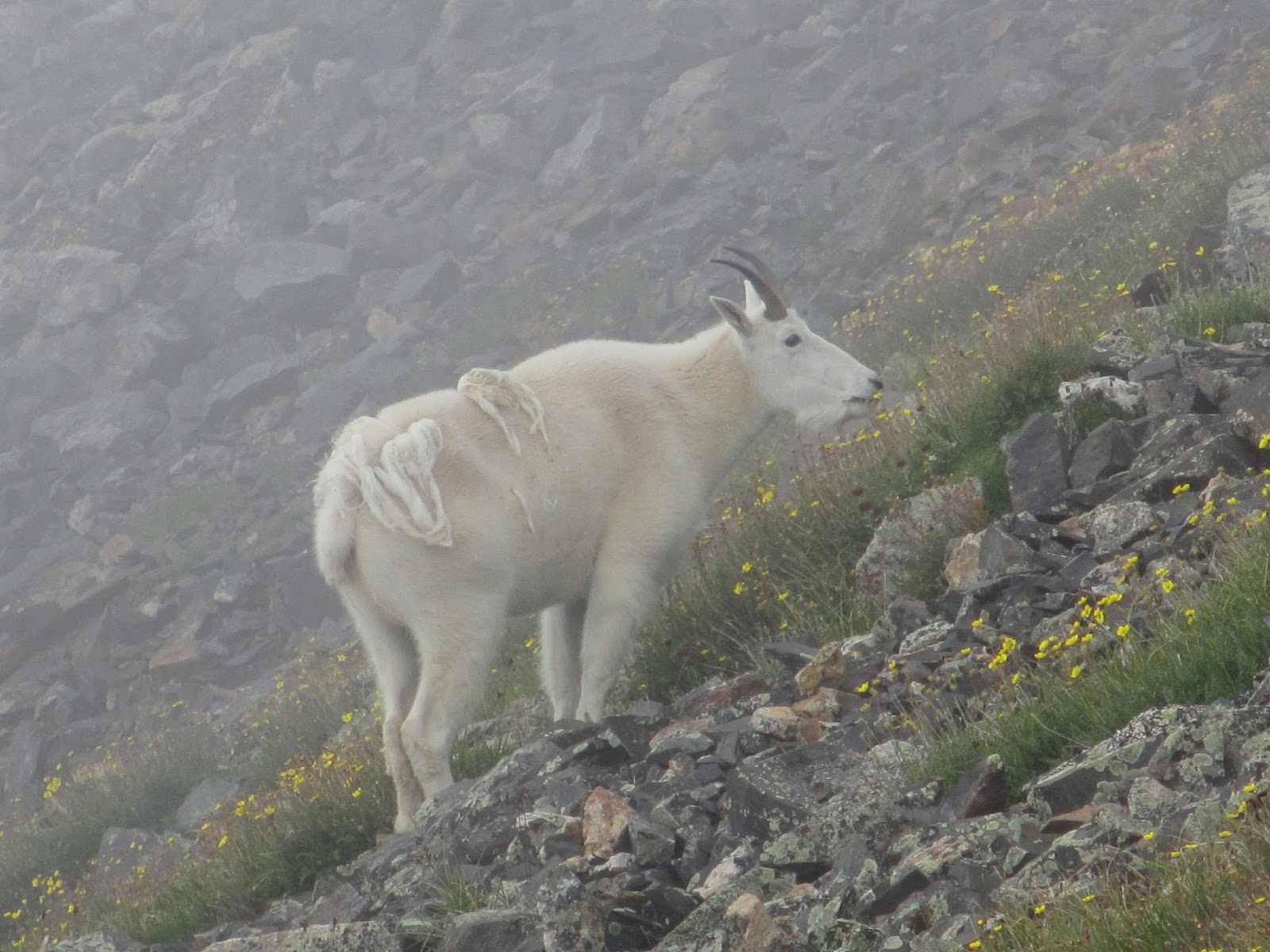 Cannundrums: Mountain Goats