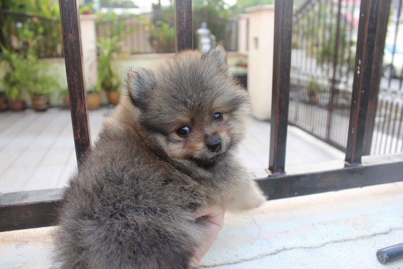 LovelyPuppy 20140213 Tiny Grey/Sable Color Pomeranian Puppy With MKA Cert