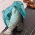 HASIL MEMANCING, SUAMI DAPAT IKAN SIAKAP SEBERAT 7.70 KILO