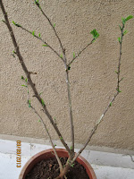 Hibiscus after pruning