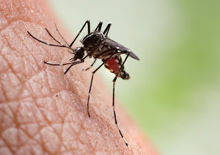 Di malaria si muore ancora: ma ecco il vaccino