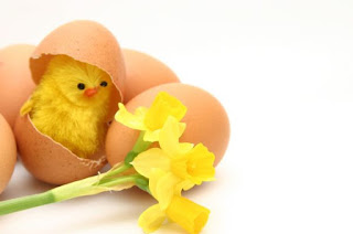 Happy Easter chick hatching out of egg with a daffodil lying beside it