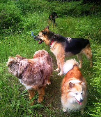 Prescription Dog Food For Kidney Stones Prescription Dog Food For Kidney Stones