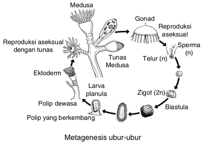 Aurelia Aurita Ubur Ubur Termasuk Ke Dalam Kingdom Animalia Filum Cnidaria Akan Tetapi Mas Dayat