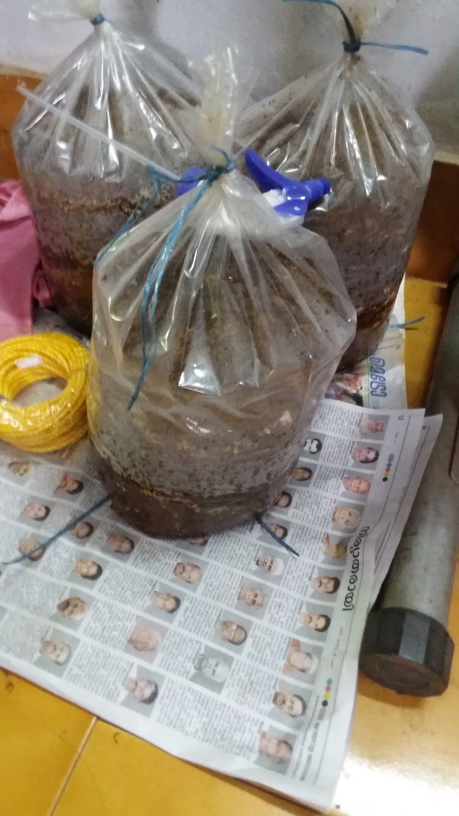 BLOGSOWNKITCHEN: Mushroom Cultivation in Ollur Thrissur Kerala