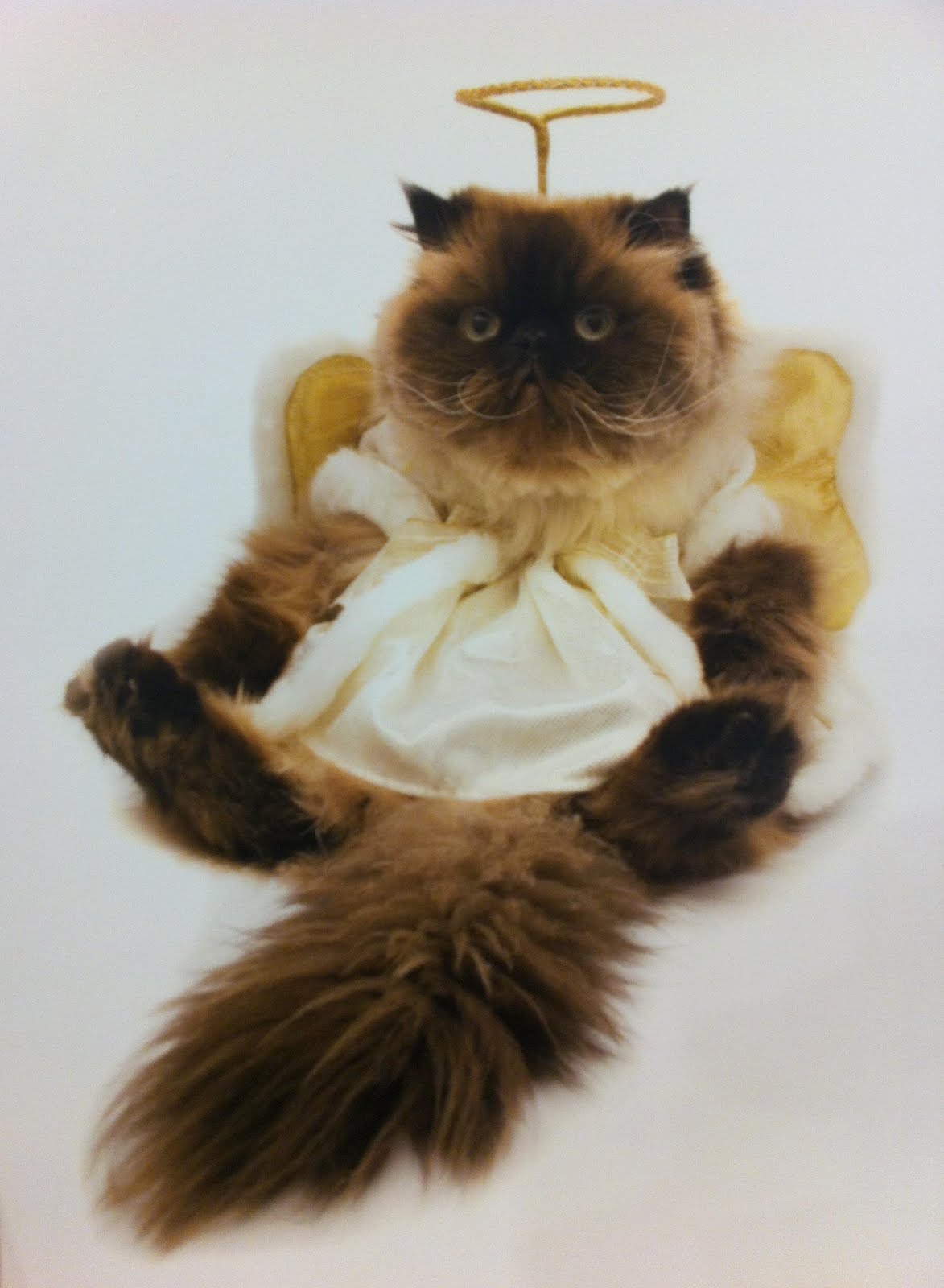 Кот в костюме ангела