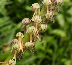 Man Orchid, Aceras anthropophorum.  Ranscombe Farm County Park, 25 May 2012.