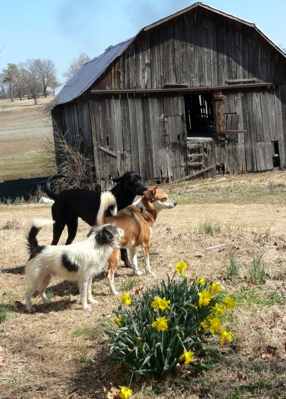dogs and barn