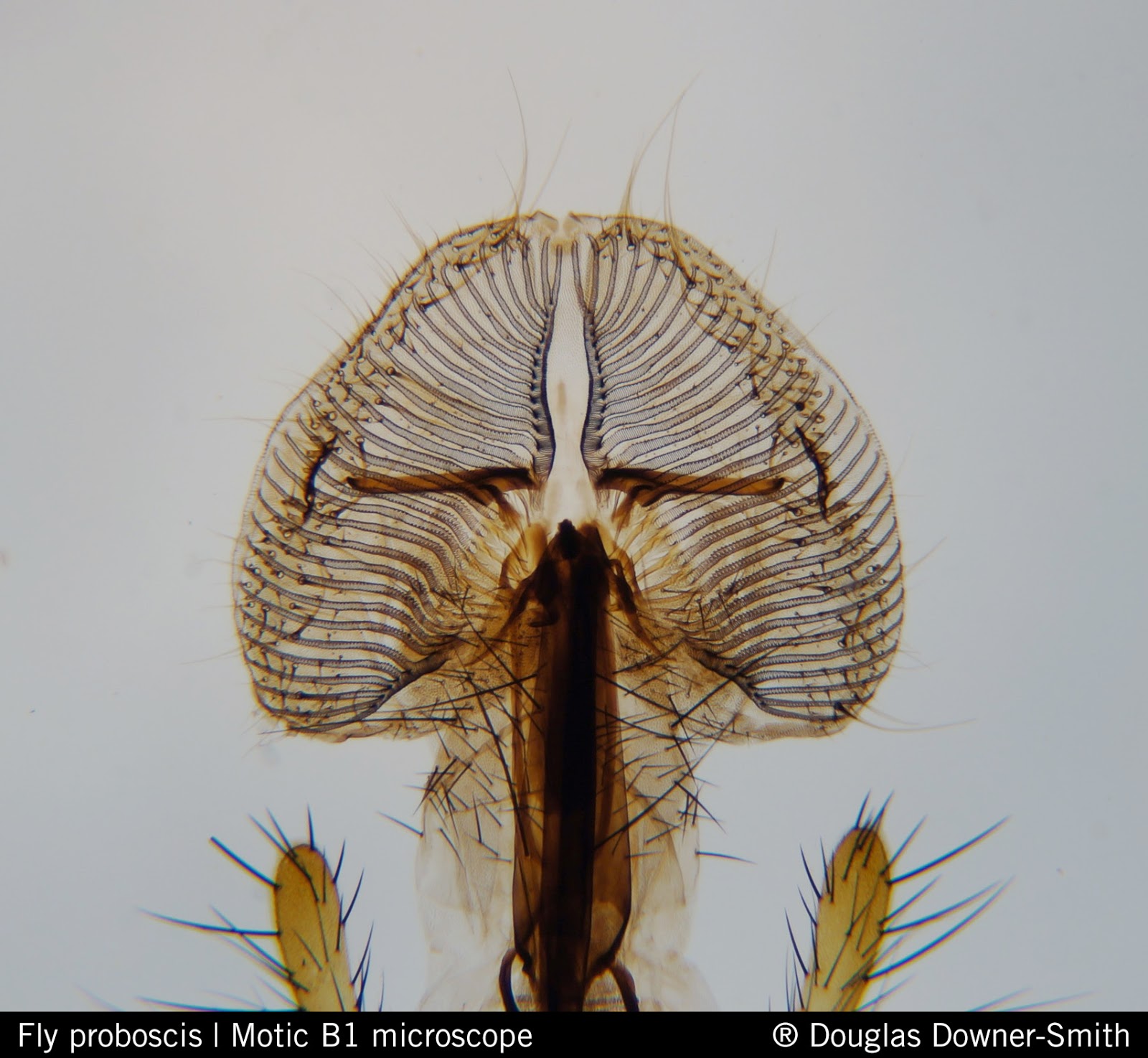 Motic Europe Blog How Do Flies Eat?