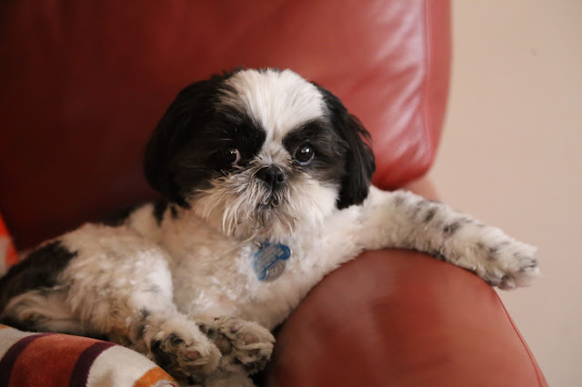 shih tzu no sofa