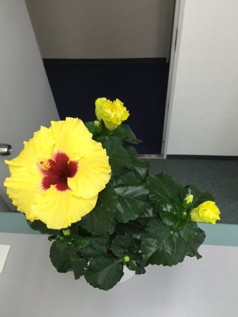 ハイビスカスの育て方と栽培記録 ハイビスカスの育て方 栽培記録 15年 16年