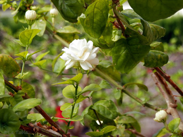 Jasminum sambac 'Duque de Toscana