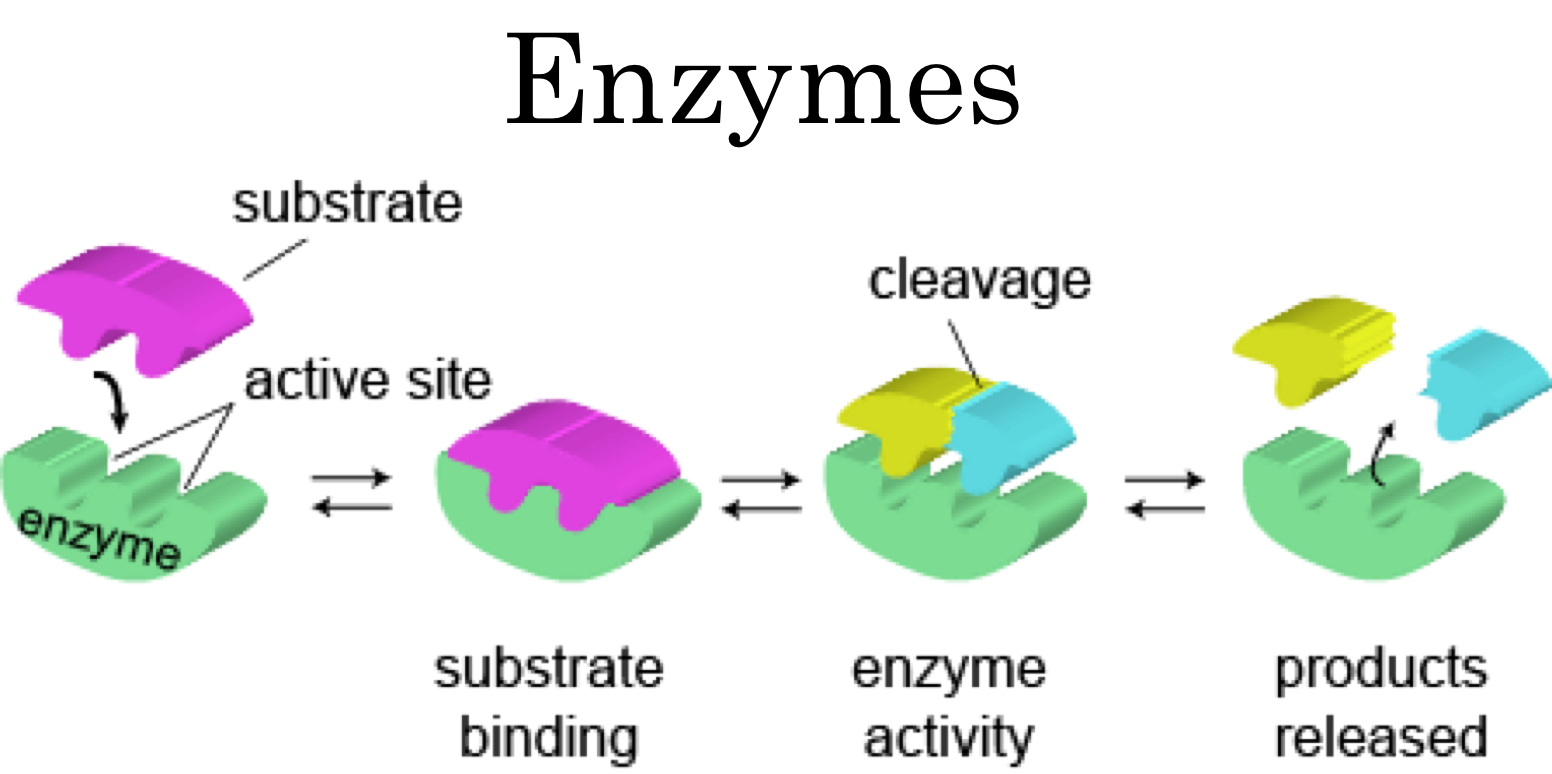 Action site. Substrate. Enzyme substrate. Substrate Binding. What is Enzyme.