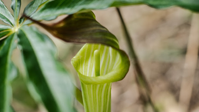 raw-image