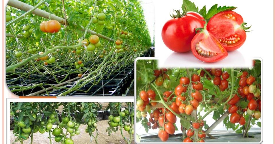 budidaya tomat pdf