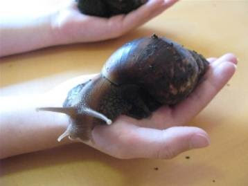the giant tiger land snail
