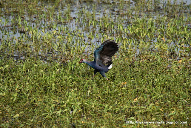 Purple swamphen on the way to Bandipur