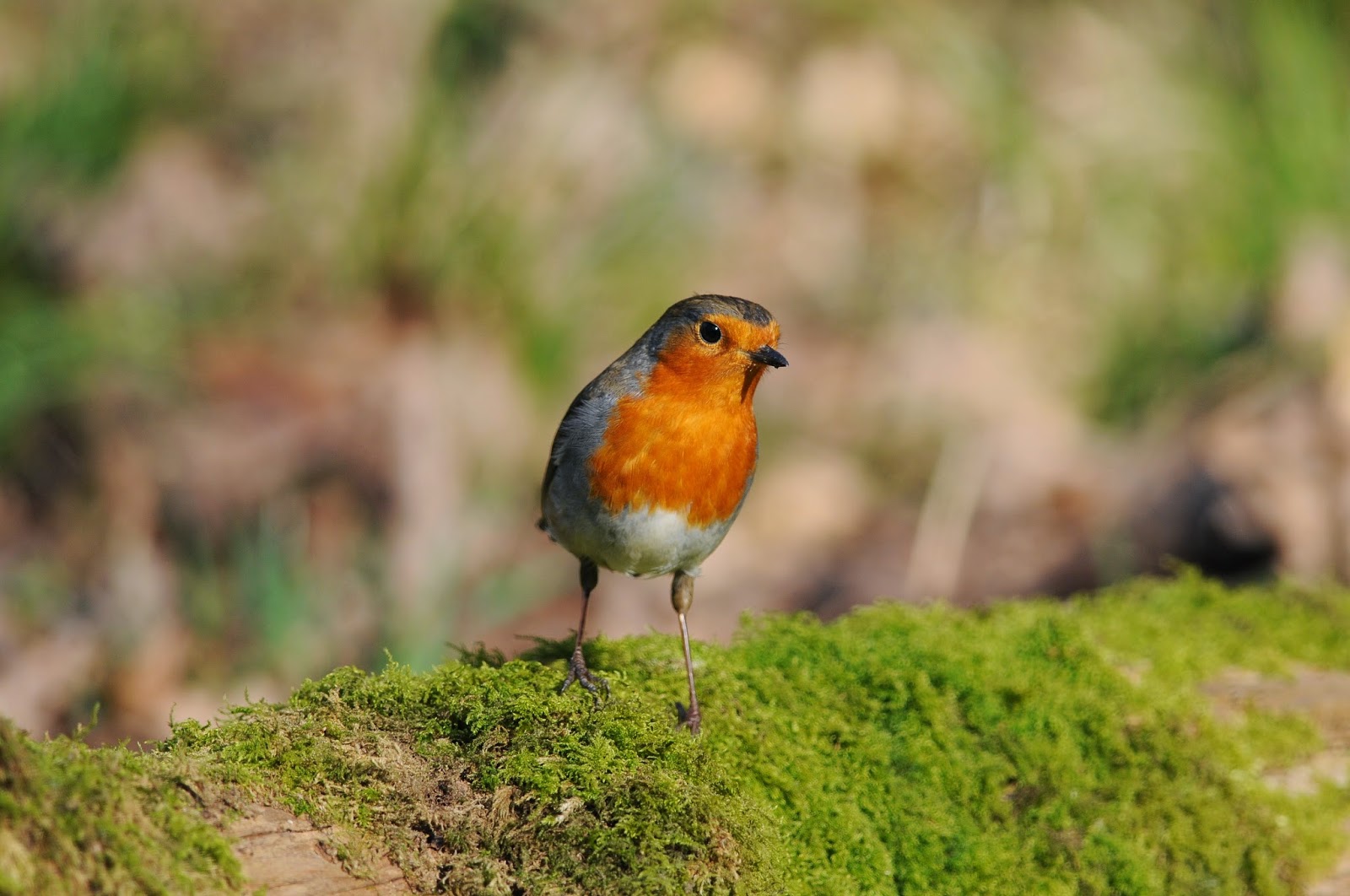 johnfinlaysonbirder Why do Robins seem to disappear in August