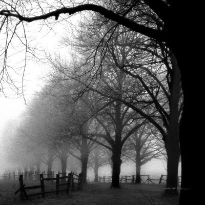 Black And White Foggy Trees Picture