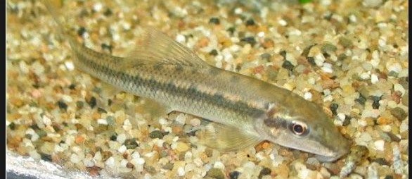 Chinese Algae Eater (CAE) Ikan Pembersih Akuarium Air Tawar