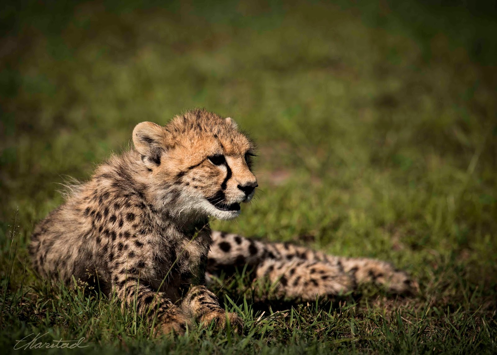Elsen Karstad's 'PicADay Kenya' Cheetah Cub, Masai Mara Kenya