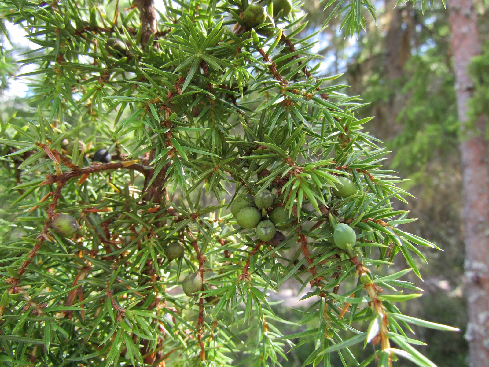 HERBAL PICNIC JUNIPER BERRIES