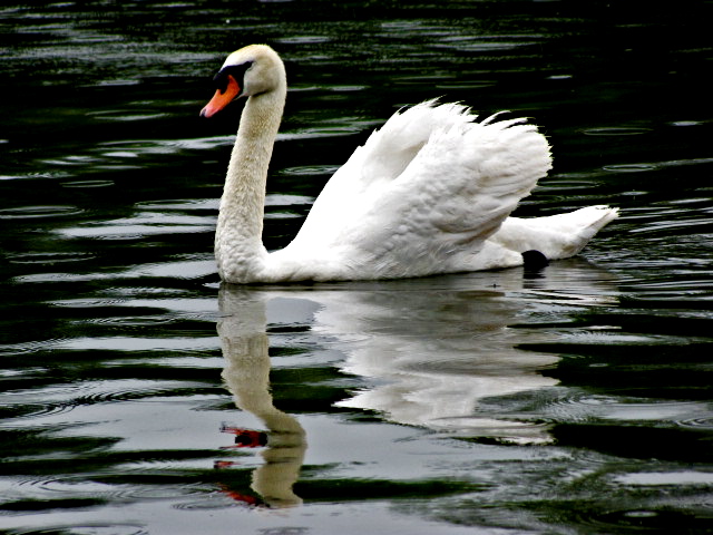 Banjo52 The Wild Swans At Coole And Song Of The Wandering Aengus 