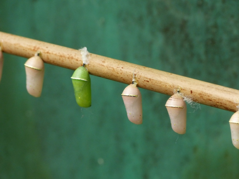 Butterfly Notes Butterfly World Chrysalises