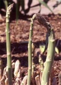 Asparagus