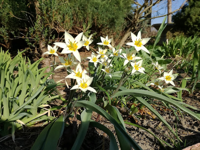 tulipany botaniczne turkiestańskie wiosenne kwiaty cebulowe