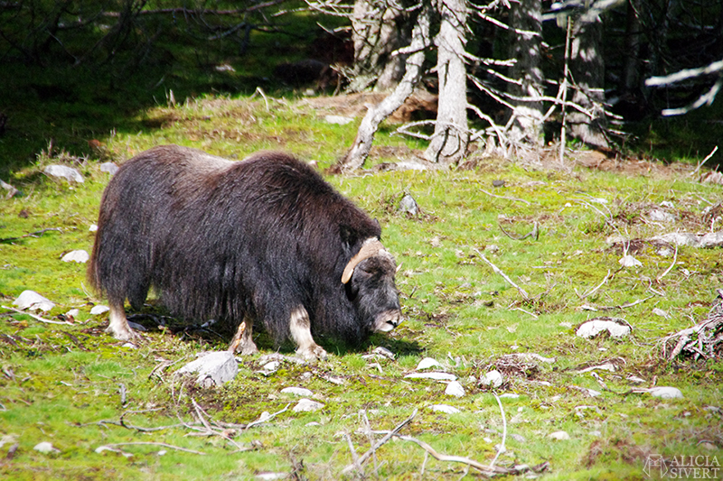 Muskox in Myskoxcentrum, Härjedalen, Sweden. Photo by Alicia Sivertsson. myskoxe myskoxar myskoxcentrum tännäs härjedalen aliciasivert alicia sivertsson alicia sivert muskox ko