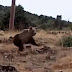 [Ελλάδα]Έβγαλε βόλτα τον σκύλο του στην Καστοριά και είδε τις αρκούδες μπροστά! Τι λέει ο ίδιος για το συμβάν