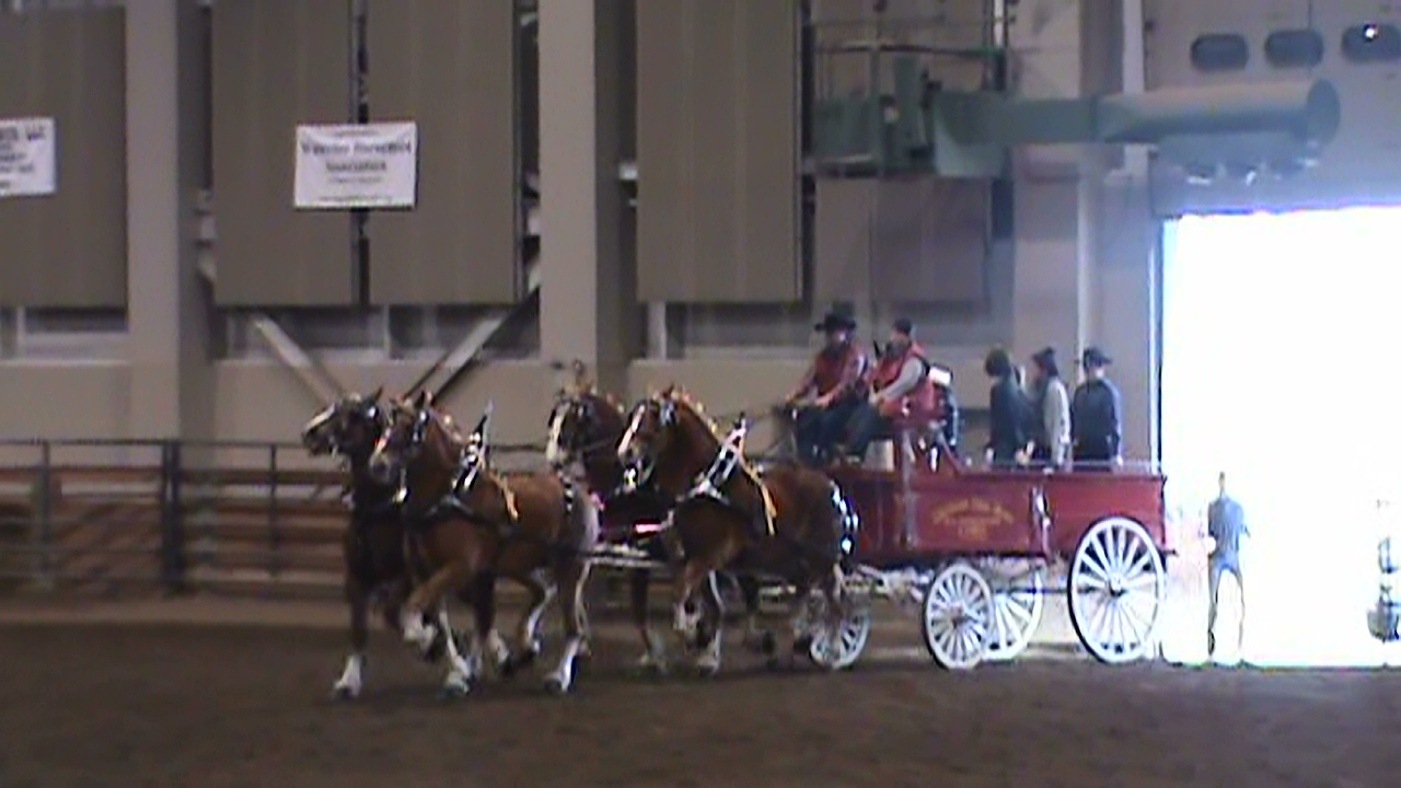 Adventures with Shyloh msu stallion expo