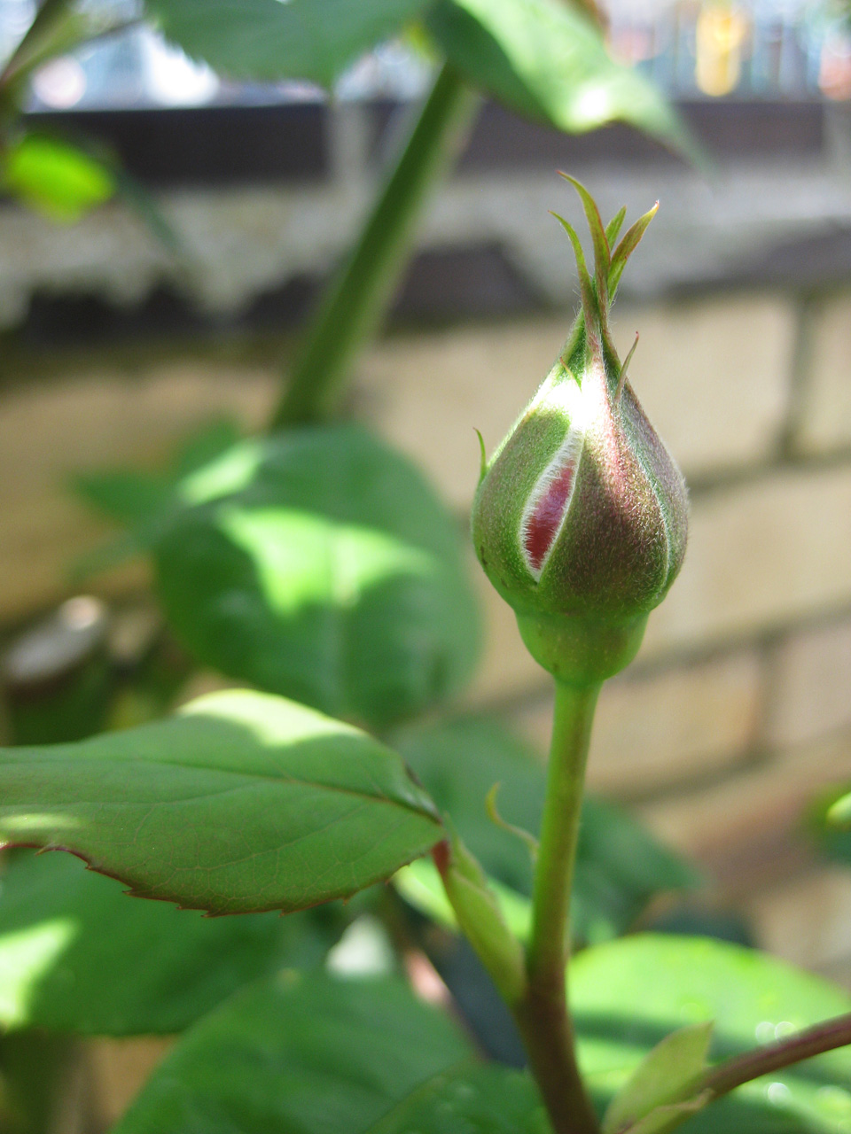 The Night Gardener Translocated Rose Update