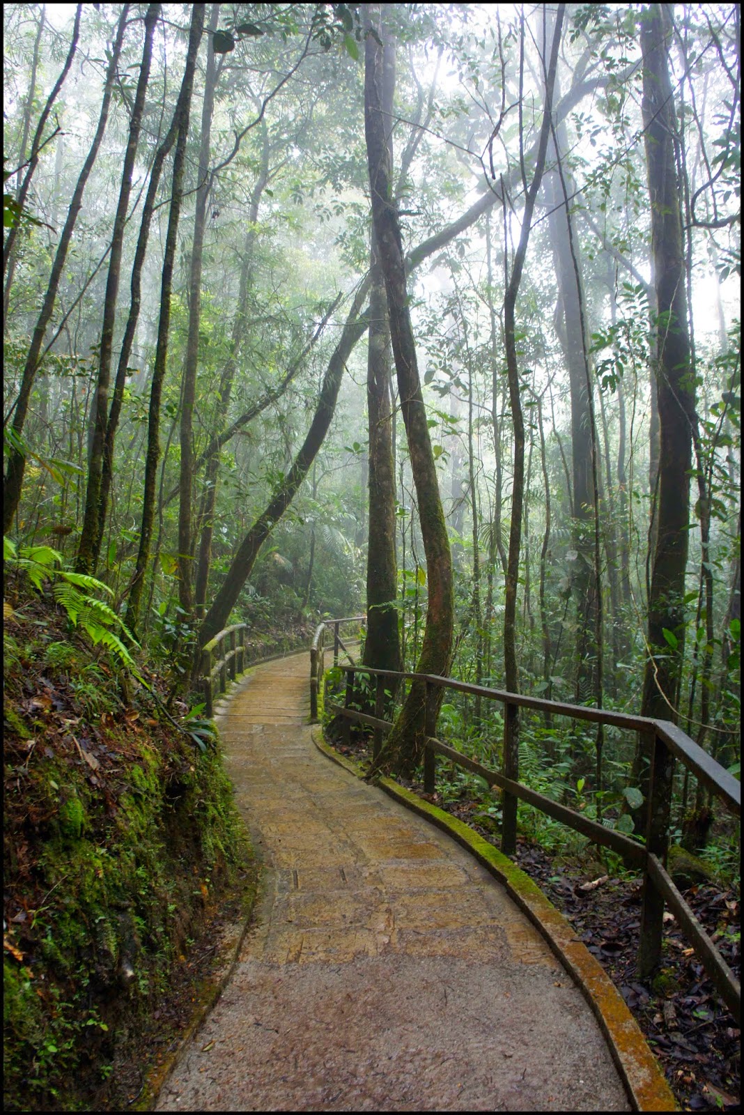 Mt. Kinabalu botanical garden