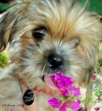 Homer Tasting the Geraniums