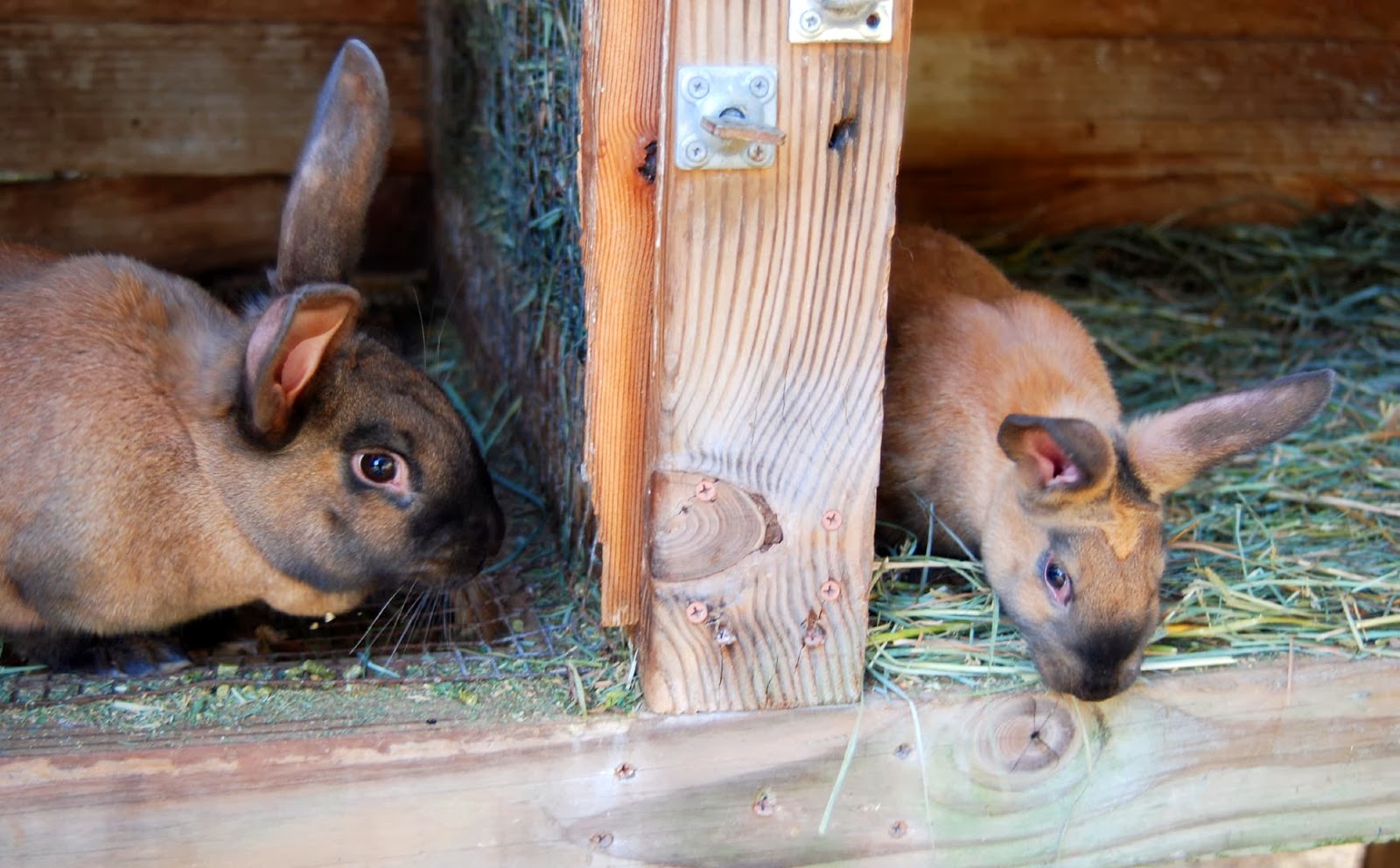 Applegarth Farm American Chinchilla and Cinnamon Rabbits